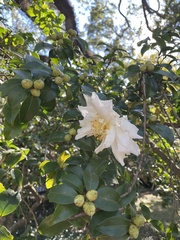 Camellia sasanqua