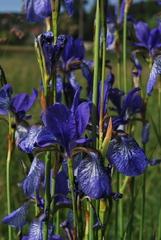 Iris sibirica