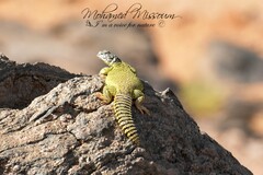 Uromastyx
