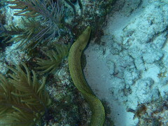 Gymnothorax miliaris