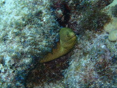 Gymnothorax miliaris