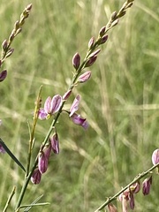 Polygala hottentotta