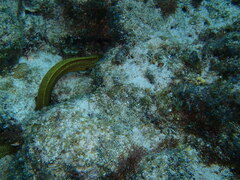 Gymnothorax miliaris