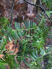 Prumnopitys ferruginea
