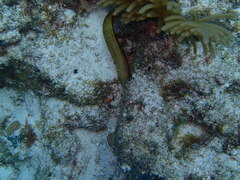 Gymnothorax miliaris