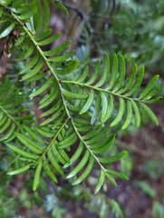 Prumnopitys ferruginea