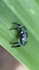 Leptofreya ambigua