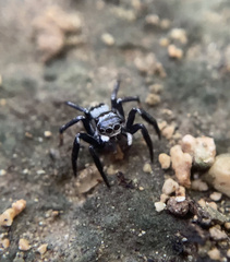 Leptofreya ambigua