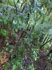 Prumnopitys ferruginea
