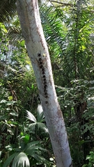 Rhynchonycteris naso