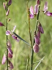 Polygala hottentotta