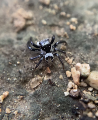 Leptofreya ambigua