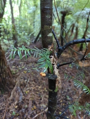 Prumnopitys ferruginea