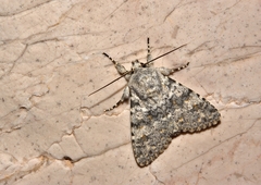 Polymixis rufocincta