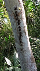 Rhynchonycteris naso