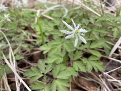 Anemonoides amurensis