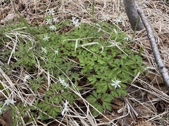 Anemonoides amurensis
