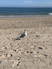 Larus fuscus graellsii