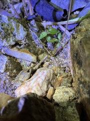 Microhyla mukhlesuri
