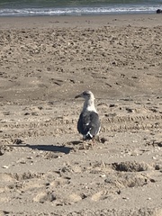 Larus fuscus graellsii
