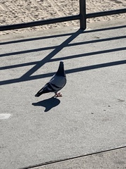 Columba livia