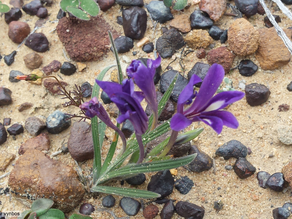 Babiana engysiphon, Blomfontein, South of Nieuwoudtville