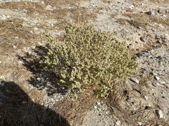 Atriplex confertifolia