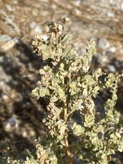 Atriplex confertifolia