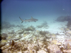 Carcharhinus