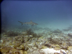 Carcharhinus