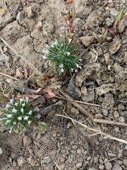 Navarretia intertexta