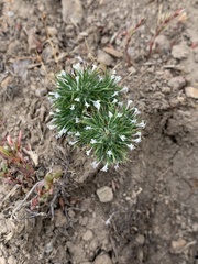 Navarretia intertexta