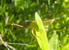 Gonocerus insidiator