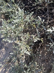 Phacelia ramosissima