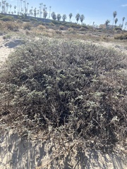 Phacelia ramosissima
