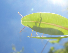 Gonocerus insidiator