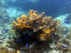 Acropora palmata