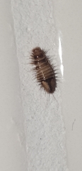 Dermestidae