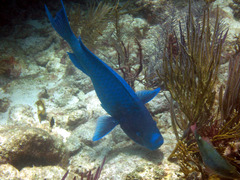 Scarus coeruleus
