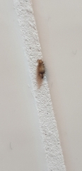 Dermestidae