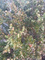 Buxus