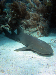Ginglymostoma cirratum