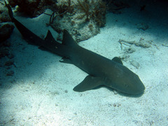 Ginglymostoma cirratum