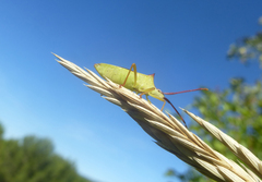 Gonocerus insidiator