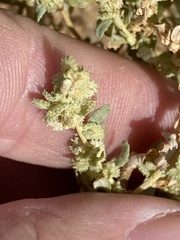 Atriplex confertifolia