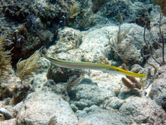 Aulostomus maculatus