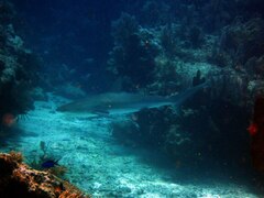 Carcharhinus perezii