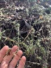 Eriogonum fasciculatum