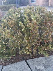 Buxus