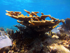 Acropora palmata